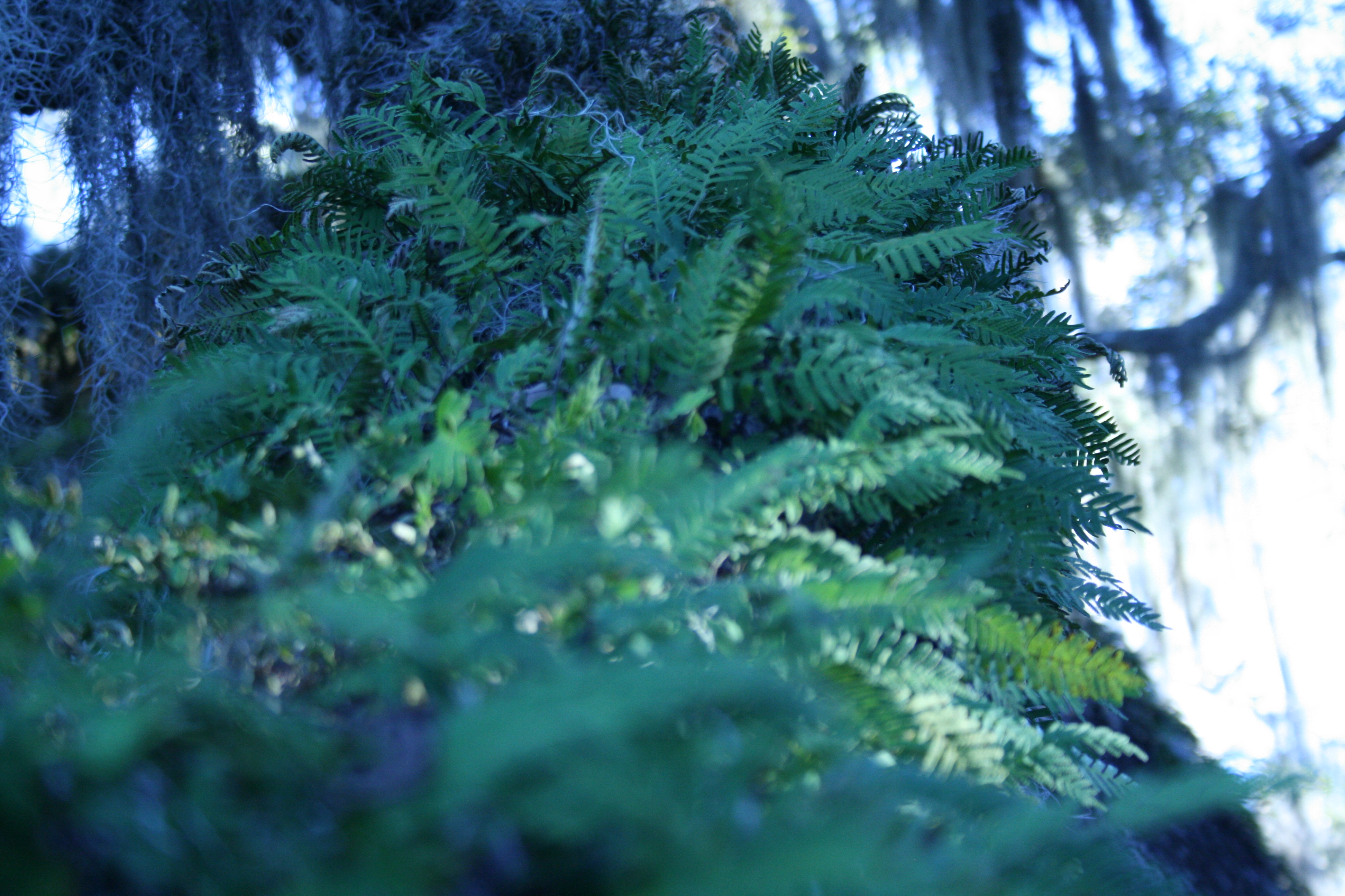 Tree24