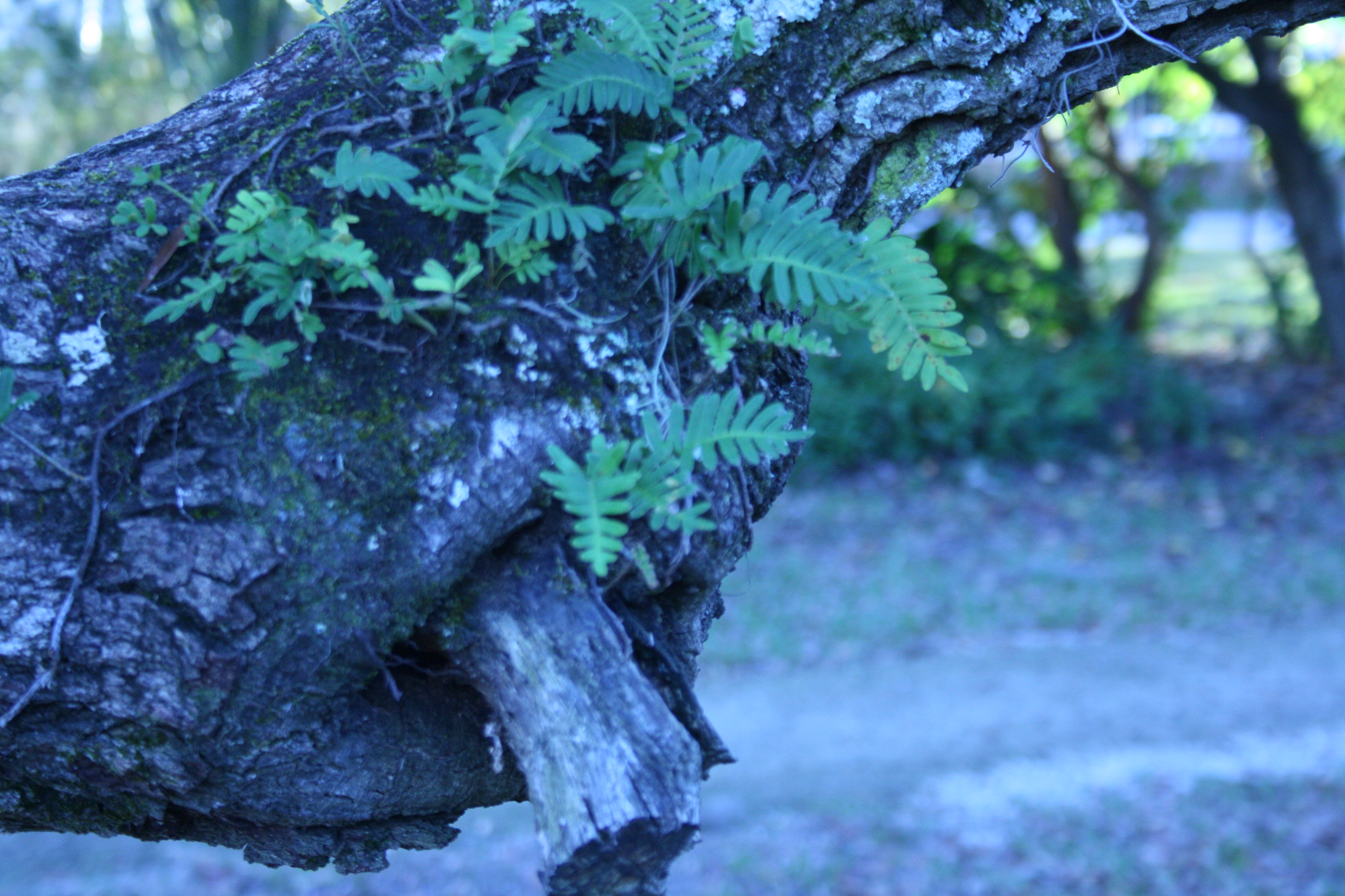Tree24
