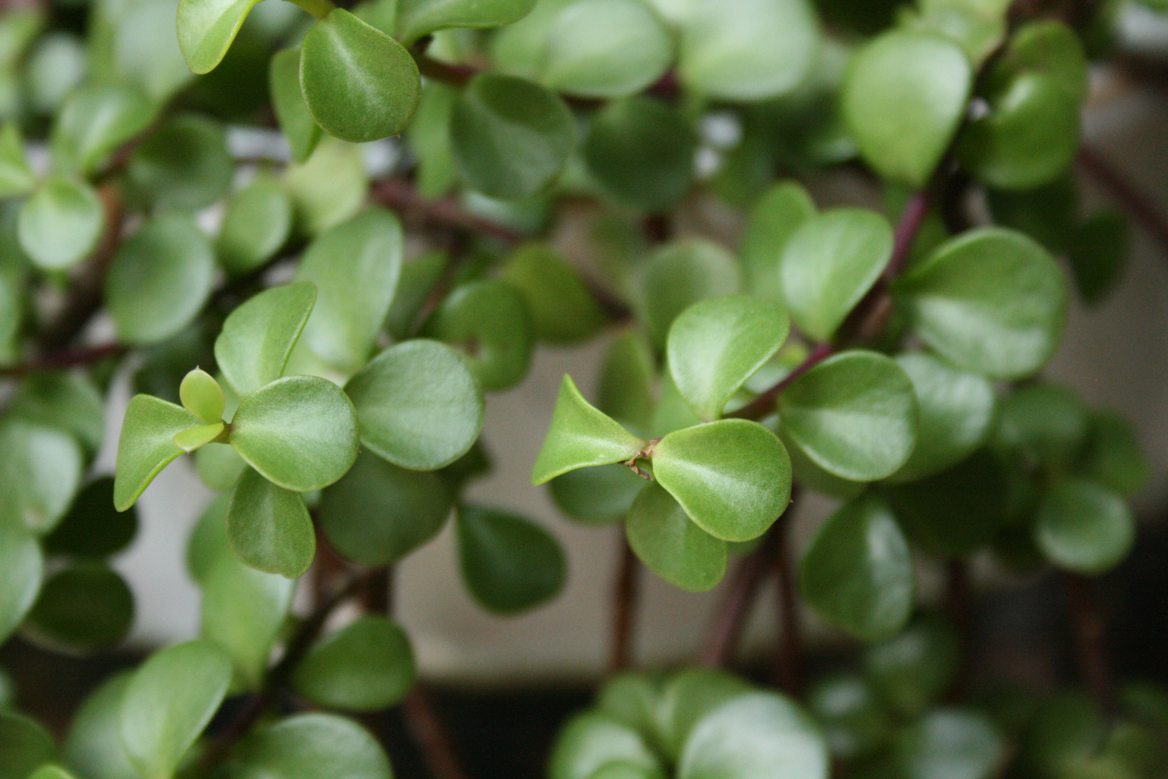 Plant25