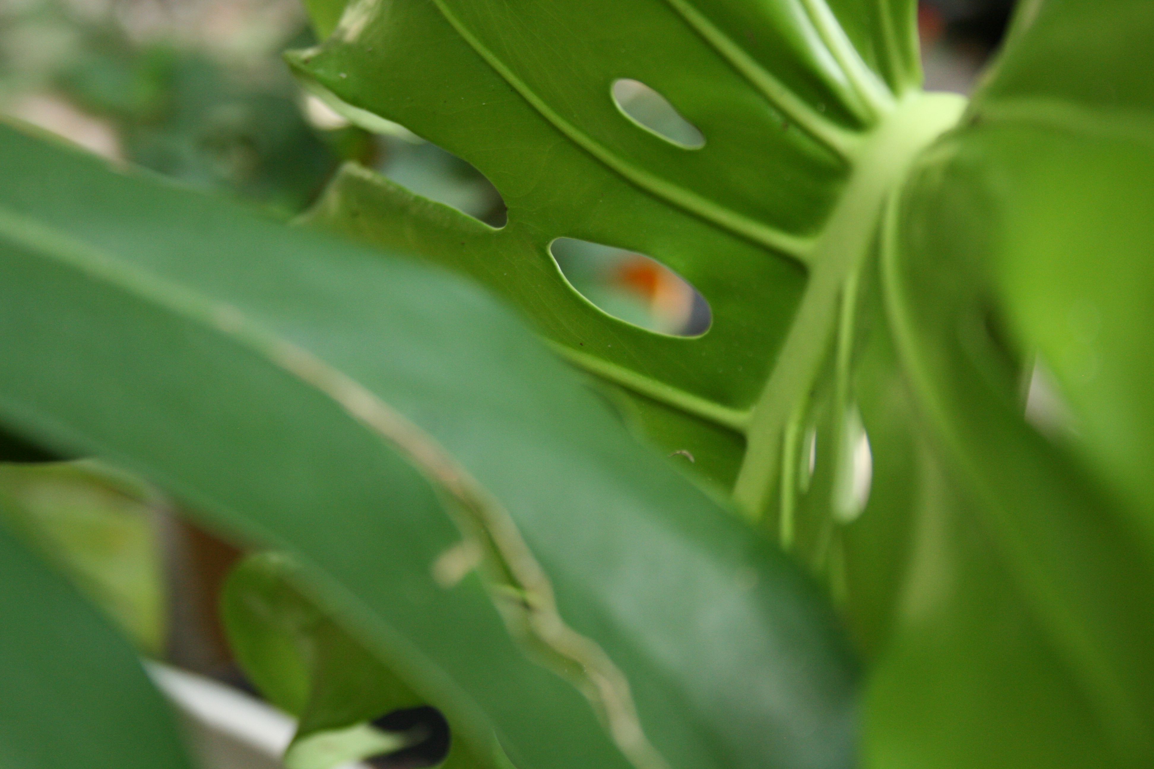Plant25