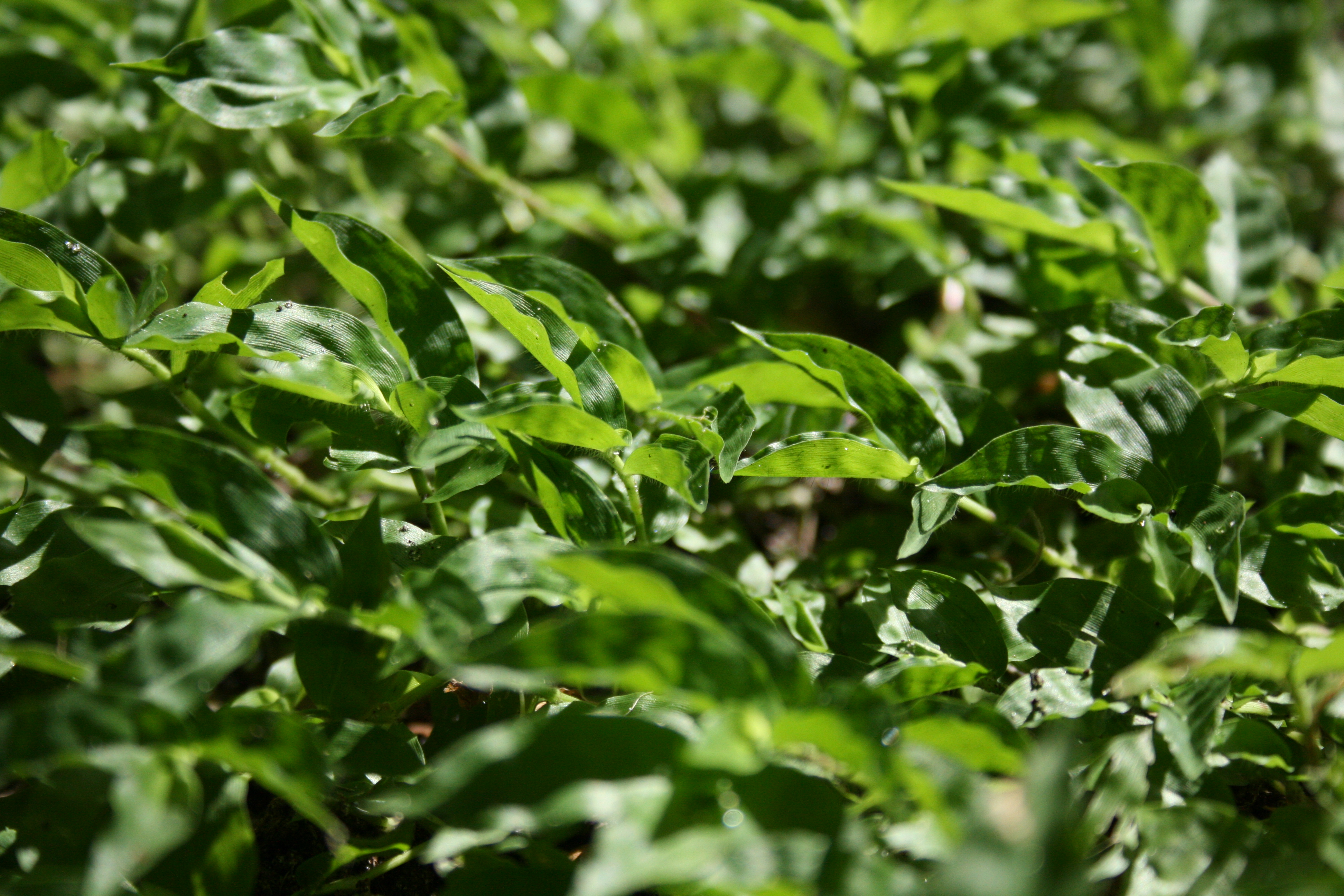 Plant25