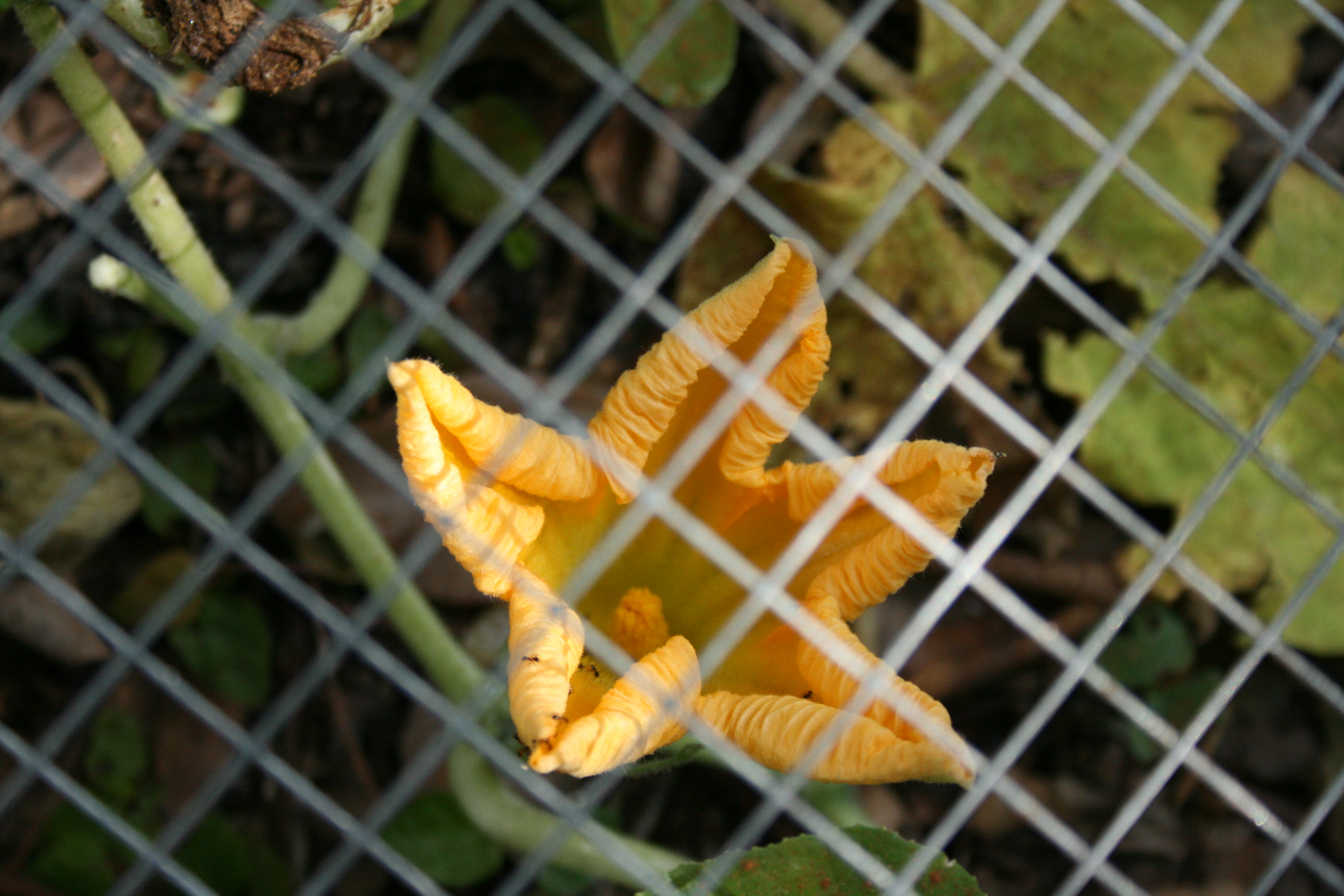 Squash_Flower