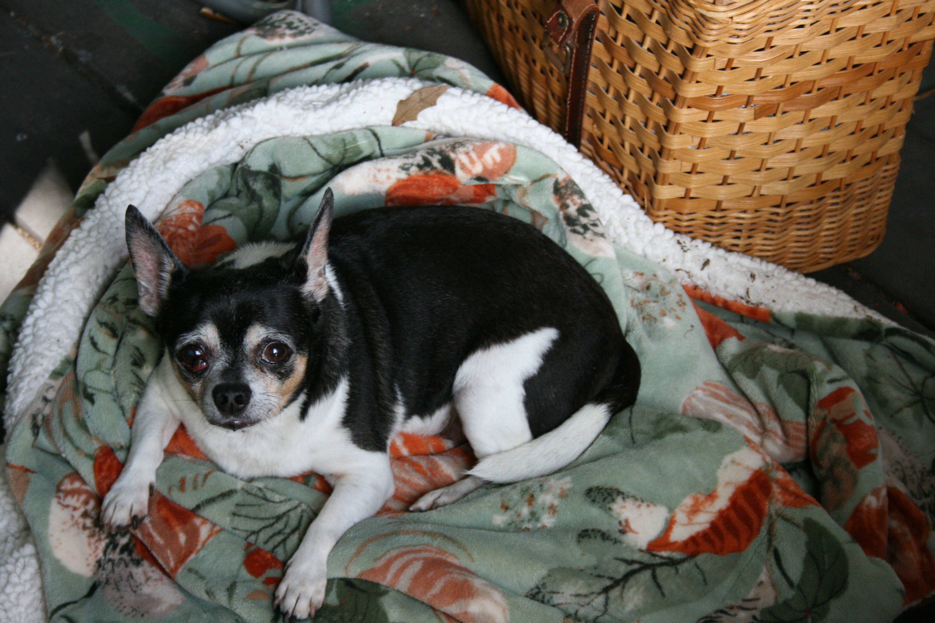 Odie25