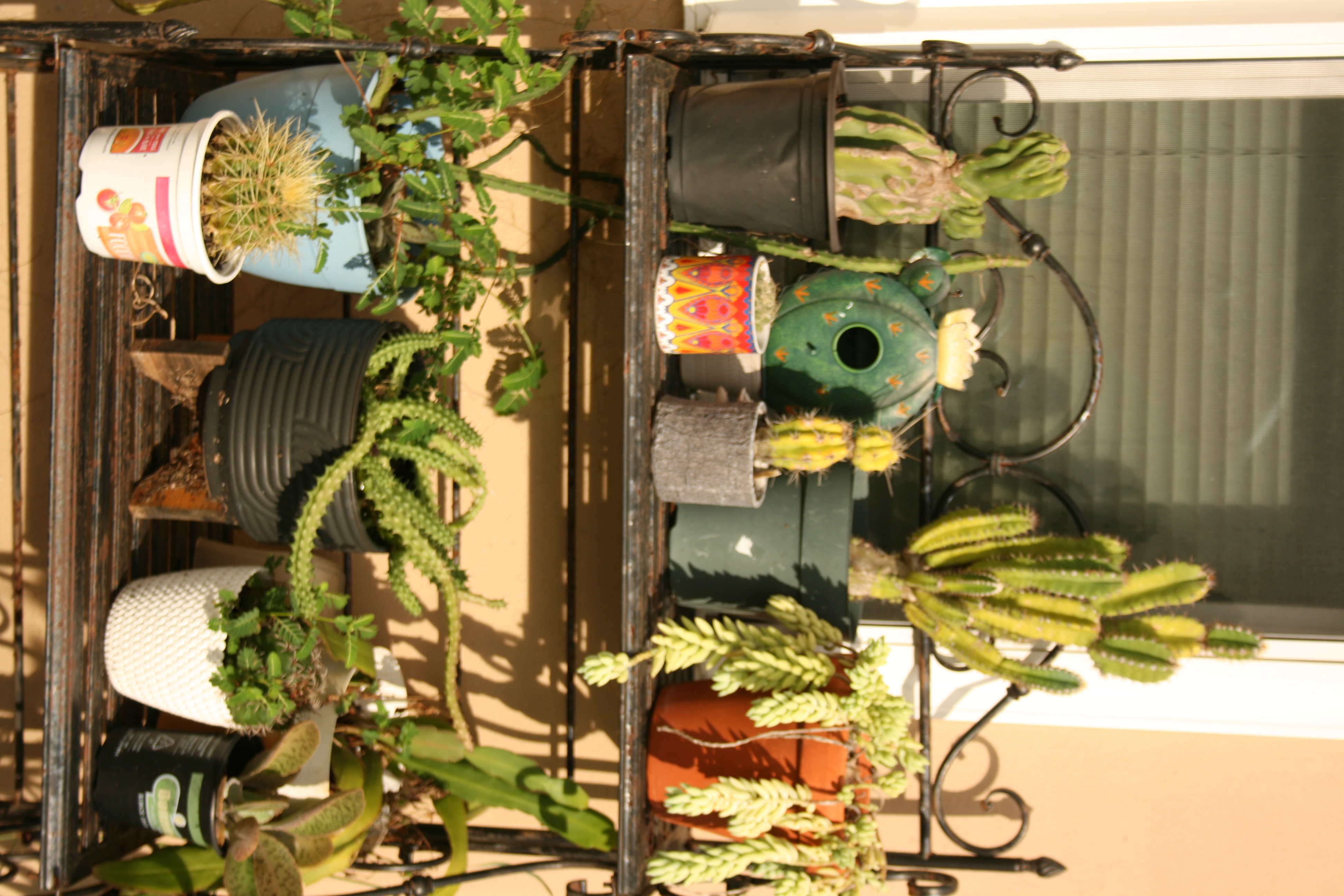 Cactus25
