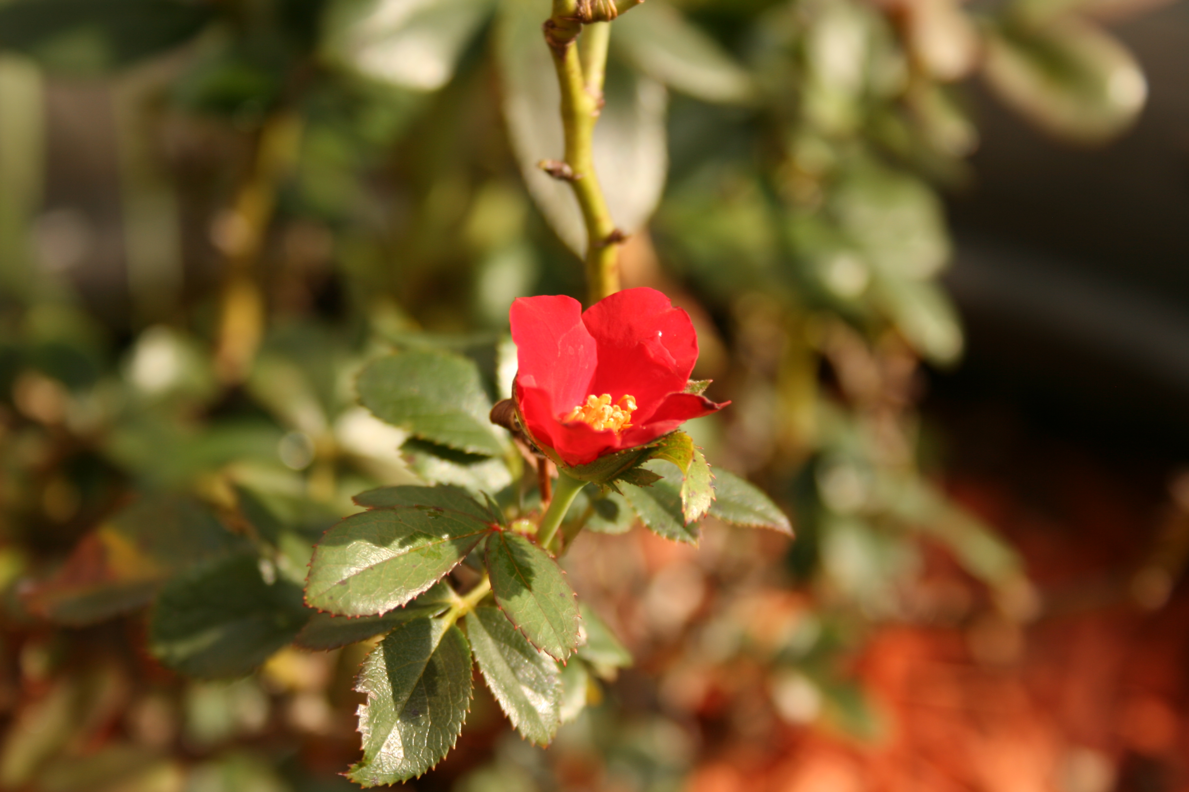 Rose25