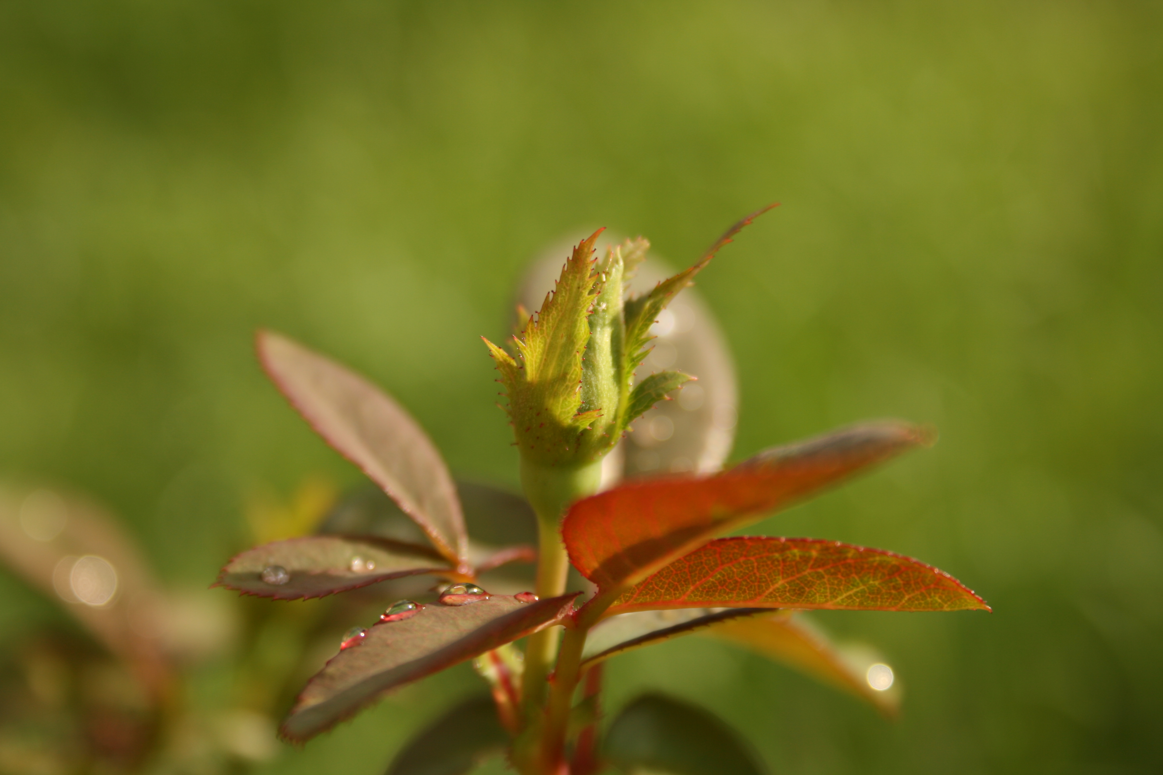 Rose25