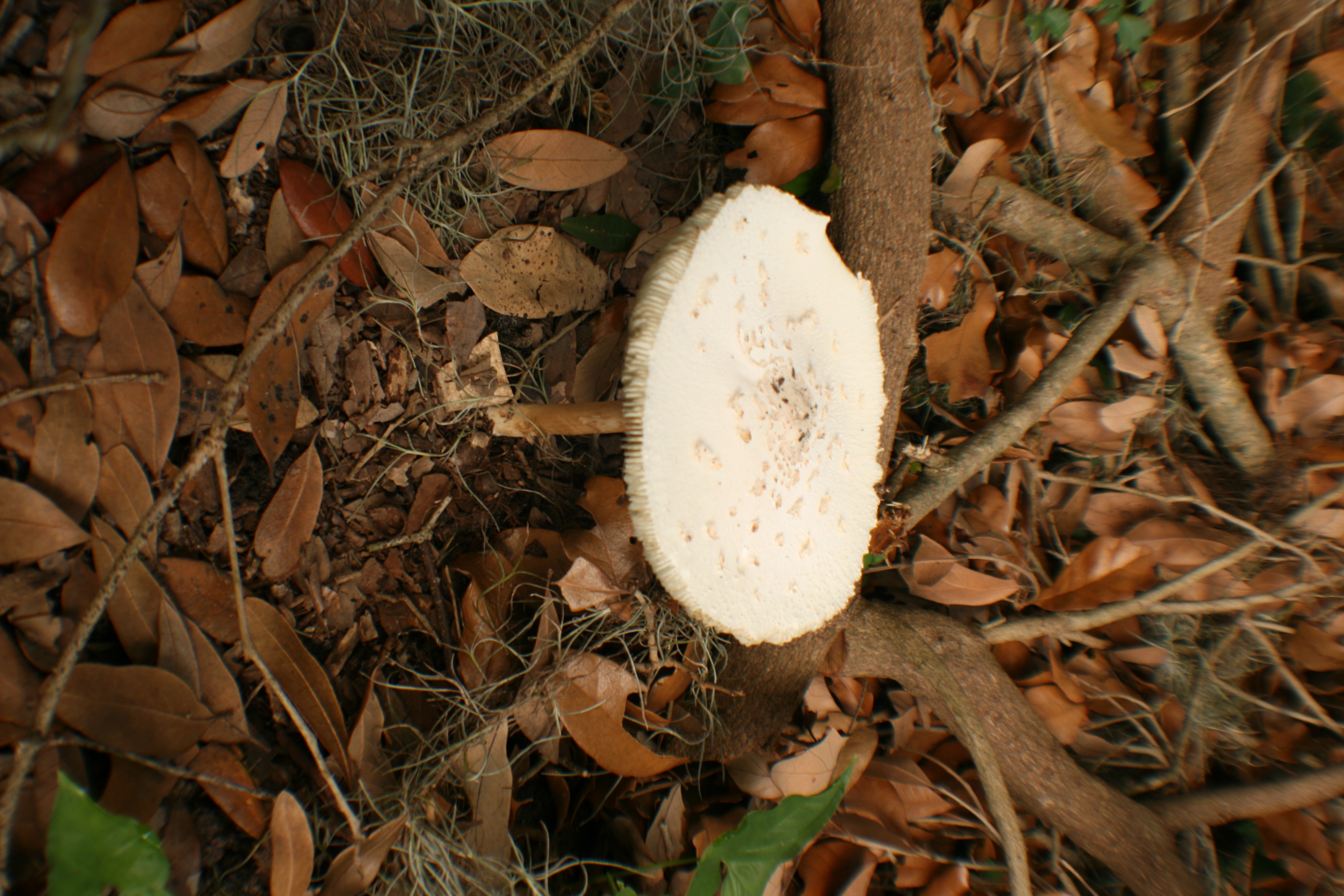 Mushroom25