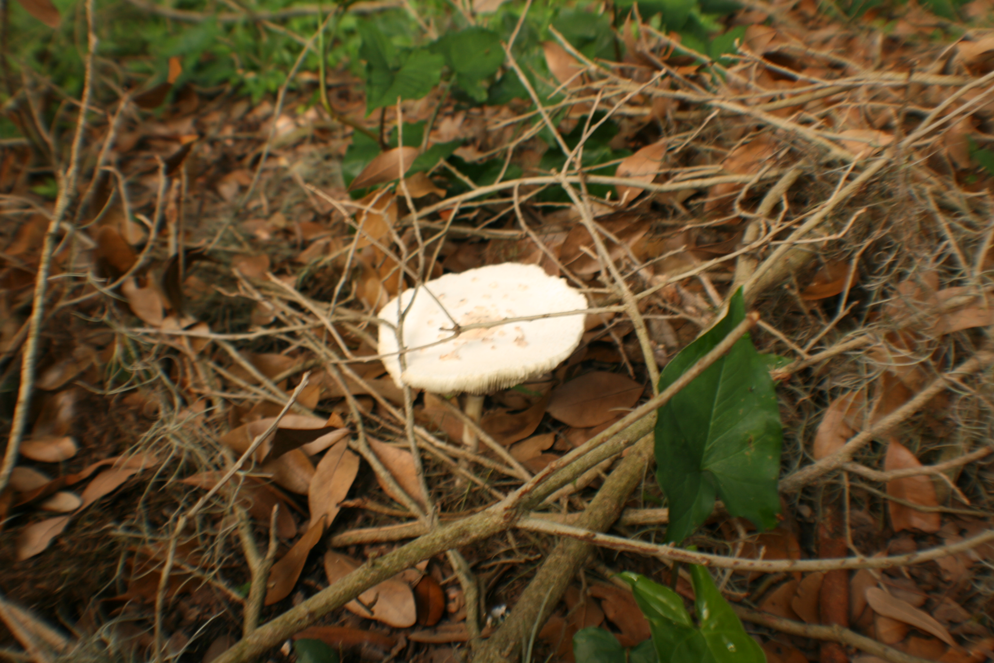 Mushroom25